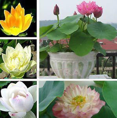 KANAYA Lotus Seed(1 per packet)