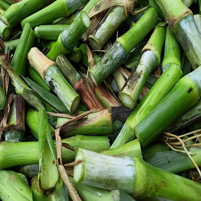 Arshiayat Napier Grass Stick 15 Seed(1 per packet)