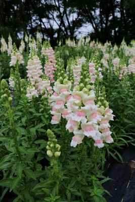 Lorvox Antirrhinum/Snapdragon/Dog Flower Dwarf Flower Seed(140 per packet)