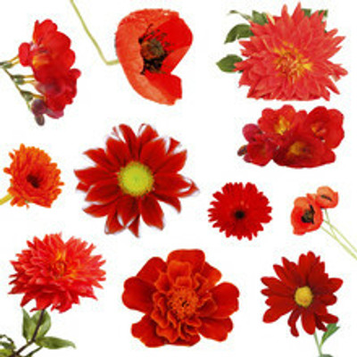 Mozette Exotic marigold red Seed(27 per packet)