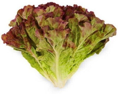 Advance lettue red Seed(50 per packet)