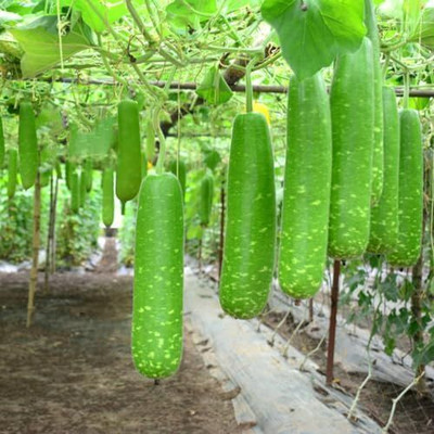 NurseryFriends F1 Hybrid long Bottle Gourd seeds, lau Seed(75 per packet)
