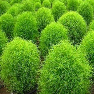 the green dotcom kochia seeds for gardening Seed(37 per packet)