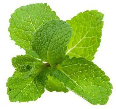the green dotcom Mint Seed(105 per packet)