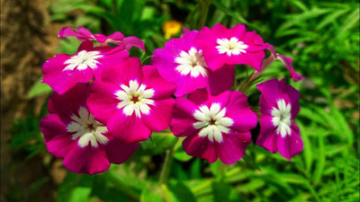 Epazo New Tall Purple Phlox Paniculata Garden Summer Native Hummingbird Seed(24 per packet)