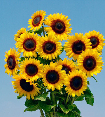 Pbevergreen sunflower Seed(84 per packet)