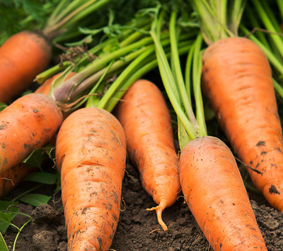 Cloud Farm Carrot Seed(60 per packet)