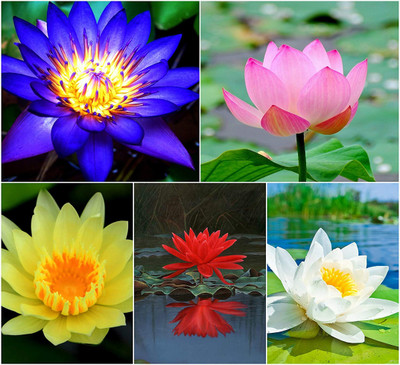 Hudgle Japanese Rainbow Lotus Flower Seed(15 per packet)