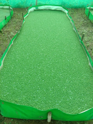 Pbevergreen azolla fern grass/azolla seeds 1810 Seed(4000 per packet)