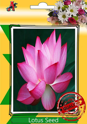 CRGO LOTUS , KAMAL Seed(10 per packet)