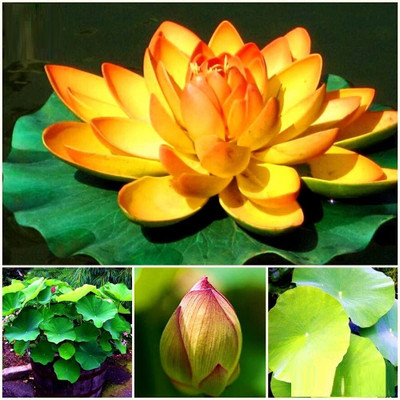 KNESSiN Double Flowered June Snow Lotus[50 Seeds] Seed(50 per packet)