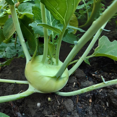 the green dotcom Fresh VNR Knol-Khol Vegetable Hybrid Quality Seed(105 per packet)