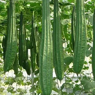 Mozette Hybrid ridge gourd Seed(65 per packet)