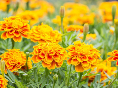 Aywal Marigold F2 Dwarf Double Orange Flower Seed(3 per packet)