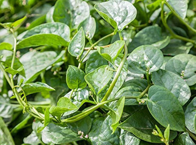 the green dotcom pui saag seed/malabar spinach seed 31 Seed(31 per packet)