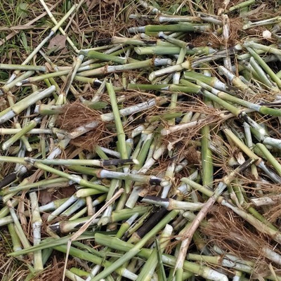 Pbevergreen Napier grass for planting/super napier grass stick for planting Seed(125 per packet)