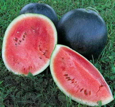 Cloud Farm black watermelon seeds for planting/watermelon seed 67 Seed(67 per packet)