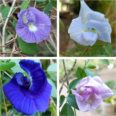 ibains Aprajita flower seeds Seed(65 per packet)