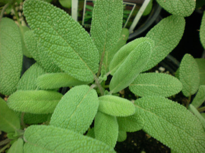 Advance SAGE HERB SEEDS Seed(50 per packet)
