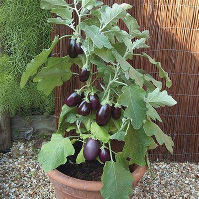 AS Plantation brinjal, eggplant, bengan Seed(100 per packet)