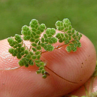 Pbevergreen ajolla fern plant seeds/azolla seeds 1700 Seed(1700 per packet)