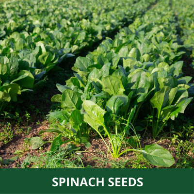 Cloud Farm Spinach Seed(390 per packet)