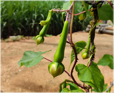 CRGO BEANS Seed(45 per packet)