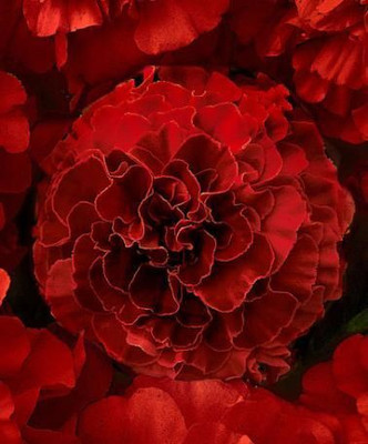 PLANTZON Marigold Red Genda Phool Seed(10 per packet)