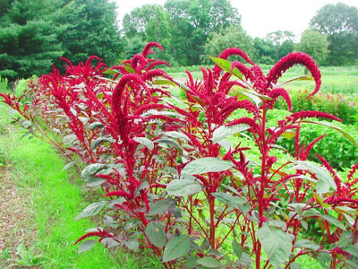 XOLDA Amaranthus/Tottakura Red Seed(30 per packet)