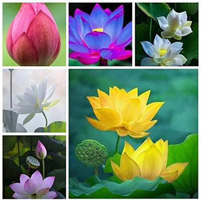LPR Lotus seeds Seed(50 per packet)