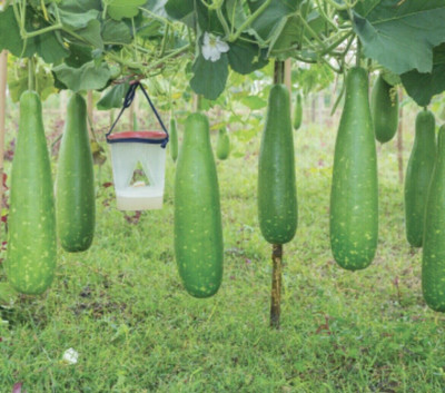 Pbevergreen Bangladeshi Hazari Hybrid Long Bottle Seed(105 per packet)