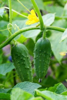 GREENSEA Cucumber Seeds for Home Garden | High Yield | Organic Vegetable Seed(105 per packet)