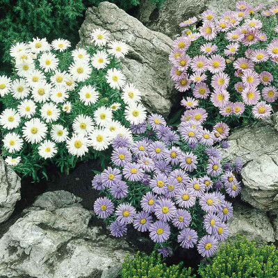 Lorvox Aster Seed(45 per packet)