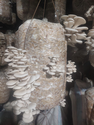 Arko Oyster Mushroom Spawn 200gm packet Seed(200 per packet)