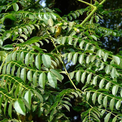 KNESSiN Sagargota, Sea Coconut or Areca Nut (20 Seeds) Seed(20 per packet)