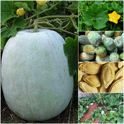 the green dotcom Ash Gourd-White Wax-Winter Melon Seed(42 per packet)