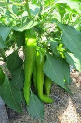 Bula Plant House chlli seeds for plant/chlli seed 58 Seed(58 per packet)