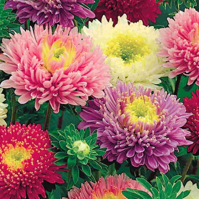 GARDENIFY INDIA HYBRID ASTER MIX FLOWER Seed(25 per packet)