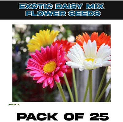 XOLDA Exotic Daisy Mix Flower Seed Seed(25 per packet)