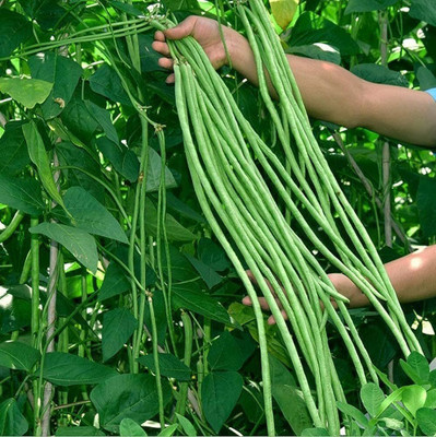 ibains Long beans seeds pack of 20 Seed(20 per packet)