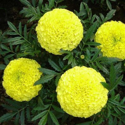 EcoFusion yellow marigold flower seeds Seed(15 per packet)