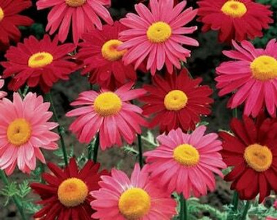 XOLDA Exotic daisy mix Seed(31 per packet)