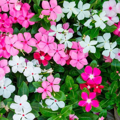 Seedsqlty vinca flower seeds mix Seed(10 per packet)