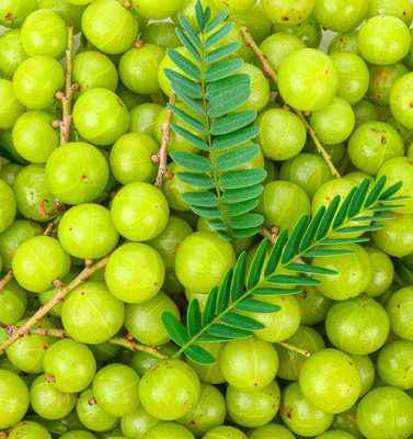 GREENSEA Amla, Gooseberry, Amloki Seed(36 per packet)