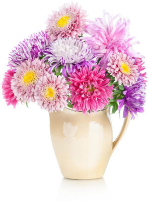 SeedSutra ™️ Aster Double Mixed Flower Seed(40 per packet)