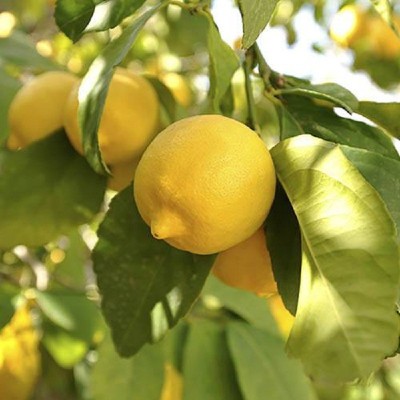 Jignishaseeds Lemon Seeds, neemboo beej, Vegtable Seeds Seed(20 per packet)