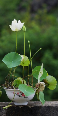 jkfarm Lotus, Kamal, Padma Phool Seed(35 per packet)
