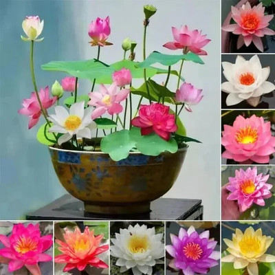Clint hybrid lotus flower seeds Seed(62 per packet)