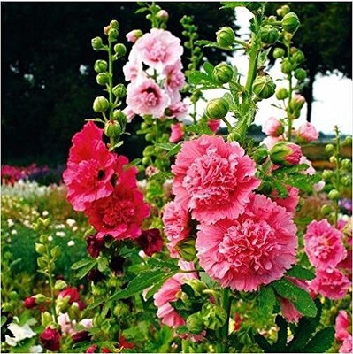 Lorvox Hollyhock Mixed Color Seed(20 per packet)