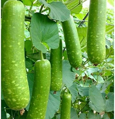 DEYS AGRO ™ f1 hybrid long bottle gourd seeds,lauki|lau|bottle guard Seed(20 per packet)